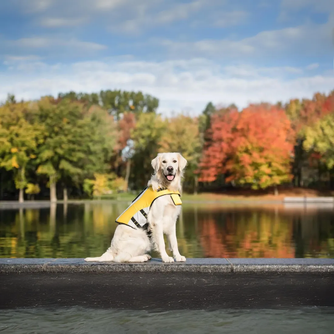 Dog Life Vest Jacket