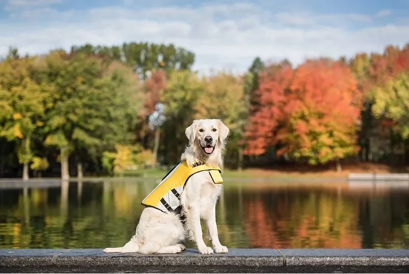GF Pet - Life Vest