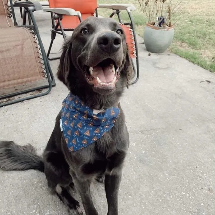Smiley 💩 Dog Bandana - Funny & Handmade Pet Accessory